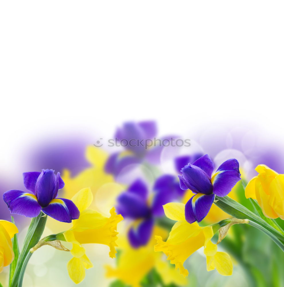 Similar – Image, Stock Photo Spring flowers in a flower pot