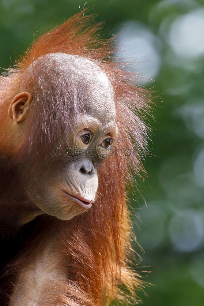 Similar – Image, Stock Photo World’s cutest baby orangutan snuggles with Mom in Borneo