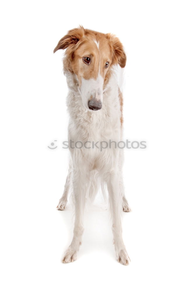 Similar – Image, Stock Photo portrait of a cute dog on bed