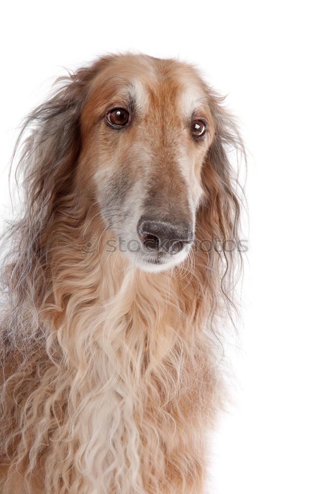 Similar – girl dog Colour photo