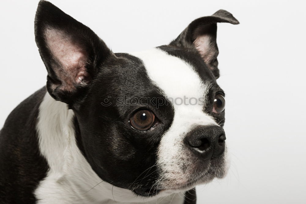 Boston Terrier Puppy Studio Portrait