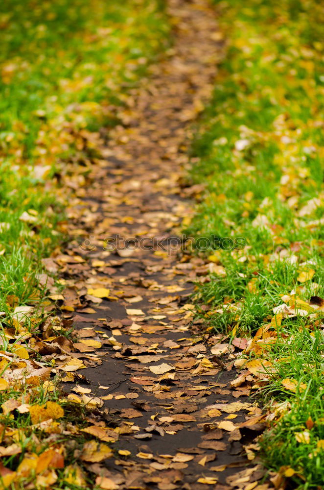 Similar – Image, Stock Photo Pedestrian in autumn