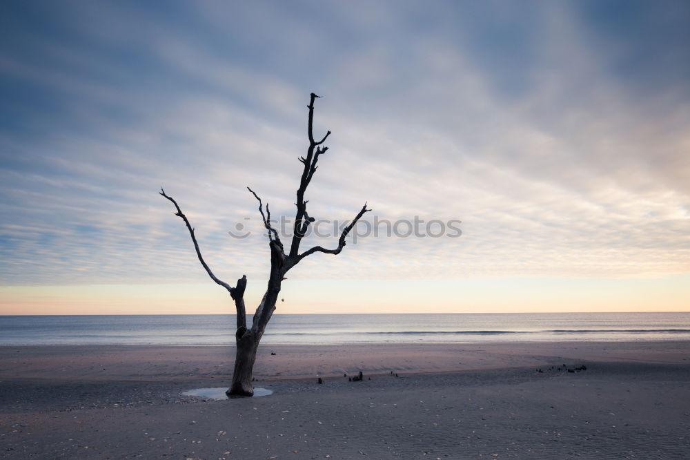 Similar – fallen Nature Landscape