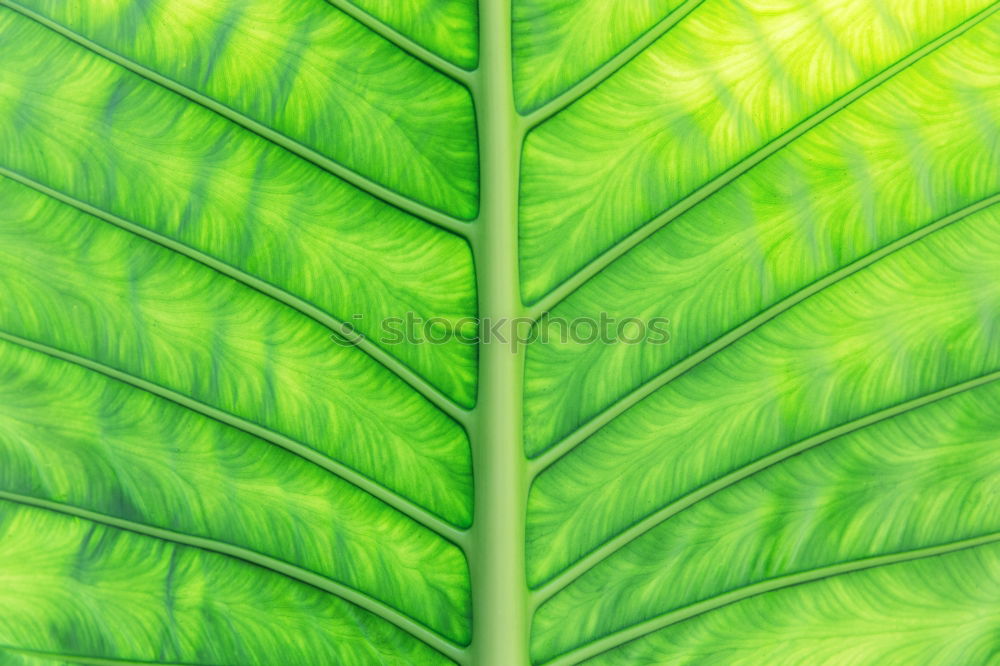 Similar – Image, Stock Photo it greenens so greenly