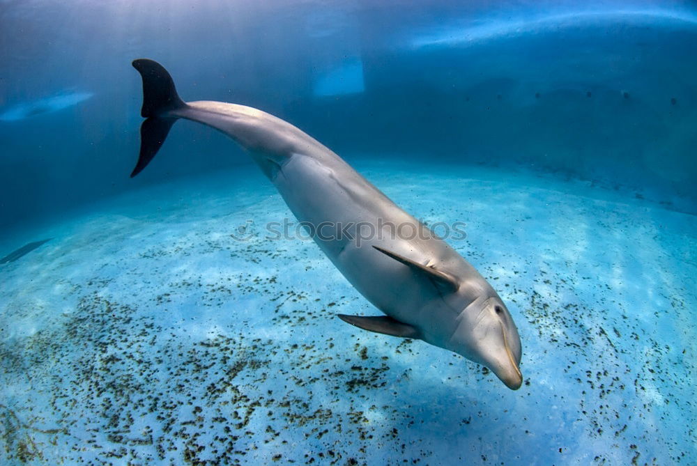 Similar – Dolphin swims in front of coral reef