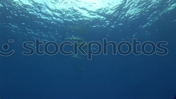 Similar – Image, Stock Photo o2 Dive Air Water Ocean