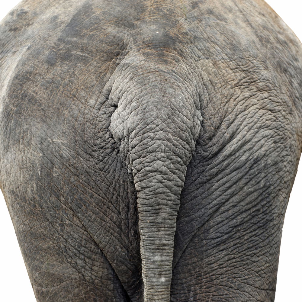 Similar – Laughing Elephant Tusk