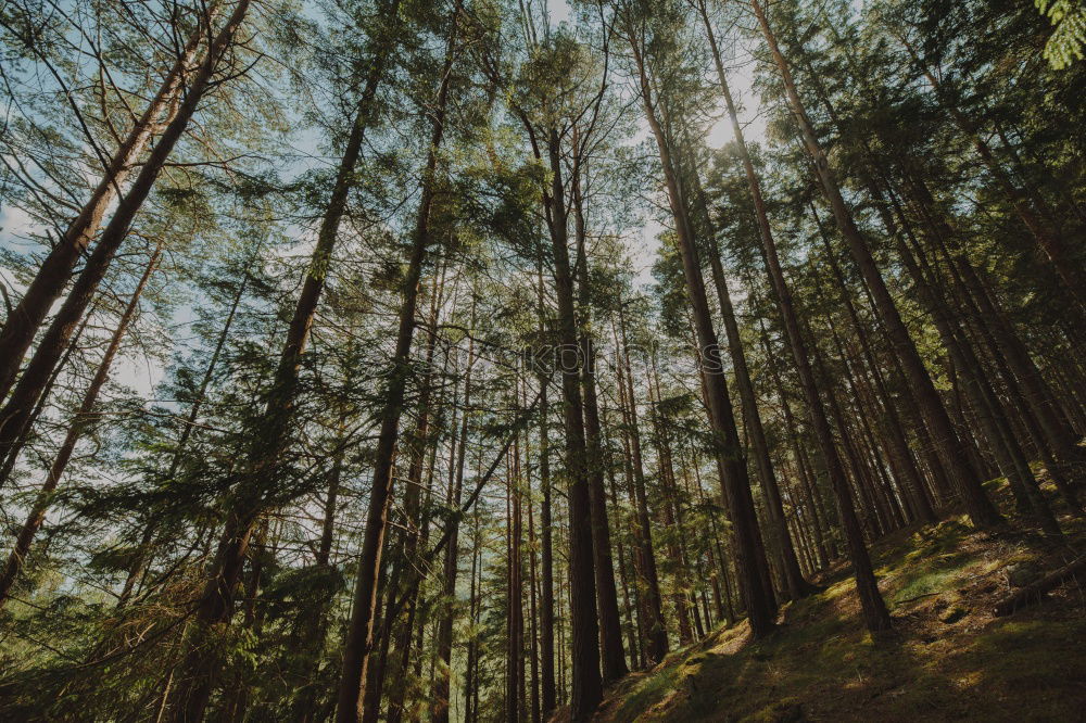 Similar – Tree tops seen from below