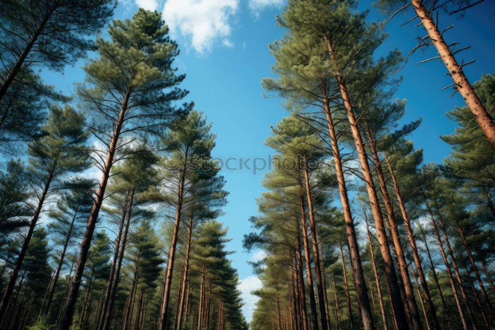 Similar – pine forest Environment