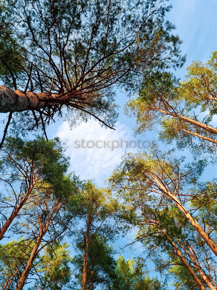 Similar – Image, Stock Photo Fir Trees Forest