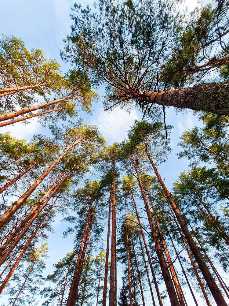 Similar – Image, Stock Photo Fir Trees Forest