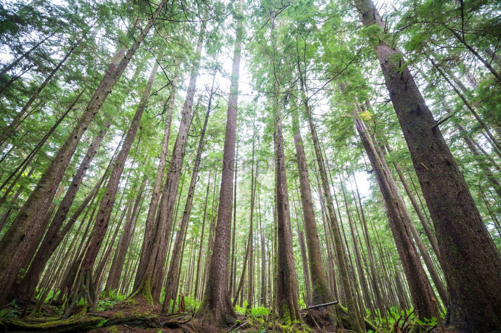 Similar – Image, Stock Photo forest Environment Nature