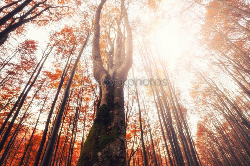 Similar – Image, Stock Photo red october Environment