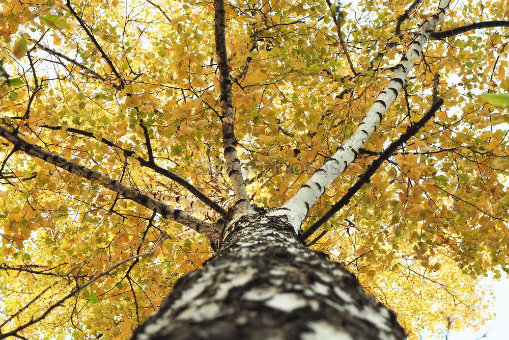 Goldlaub Natur Baum Blatt