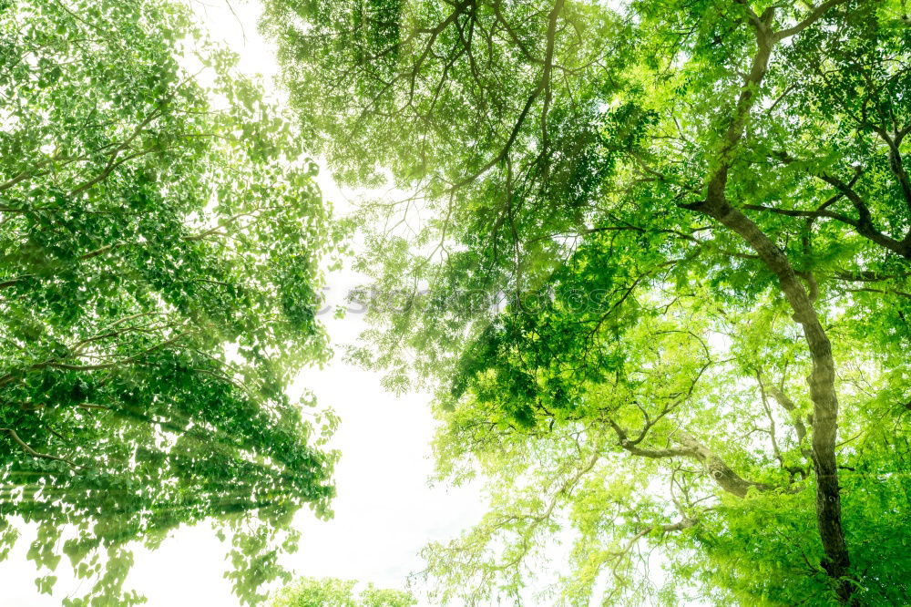 Similar – letzten zuckungen des sommers