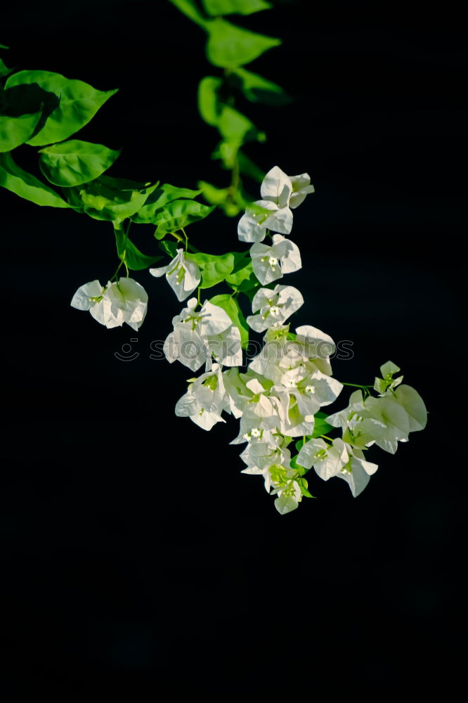 Similar – Image, Stock Photo Anise, Pimpinella, anisum