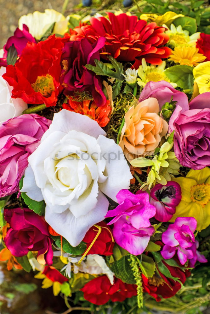 Image, Stock Photo Bouquet on red background