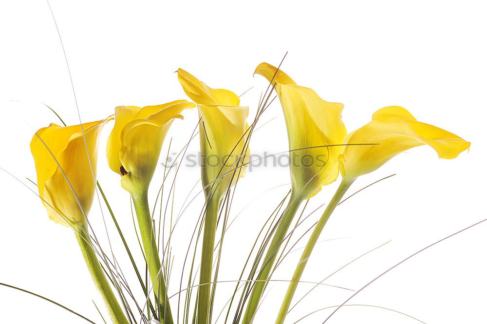 Similar – Foto Bild Kleine Sonne Umwelt Natur