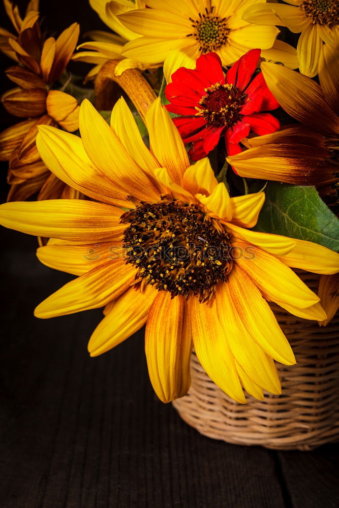 Similar – Image, Stock Photo Autumn bouquet of flowers with sunflowers