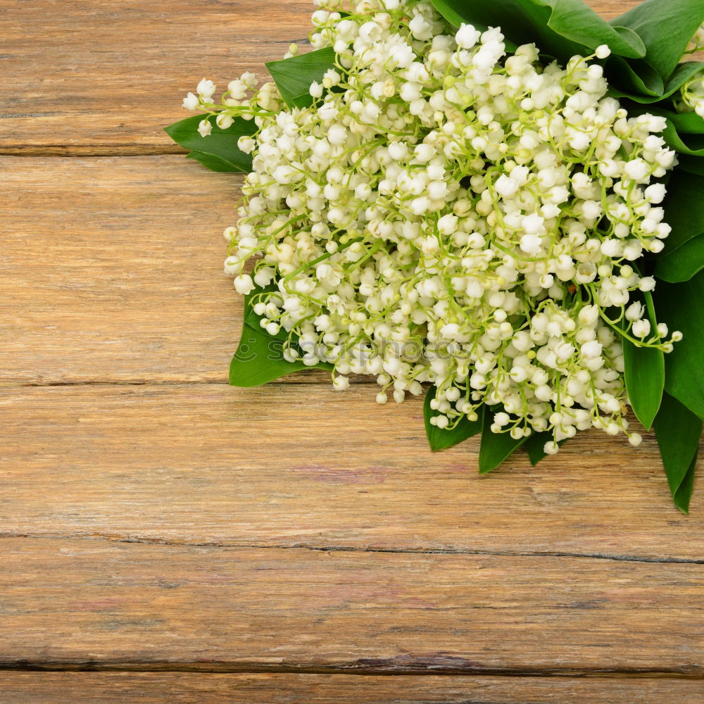 Similar – bouquet of white lilies of the valley