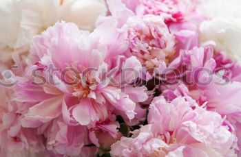 Similar – Foto Bild Rosa Pfingstrosen romantische Blumen Hintergrundbilder