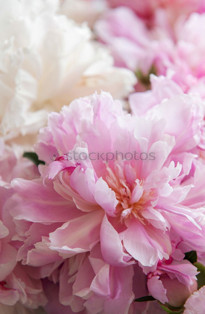 Similar – peonies Pink Flower