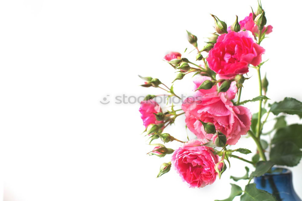 Similar – Spring background with carnations flowers and ribbons