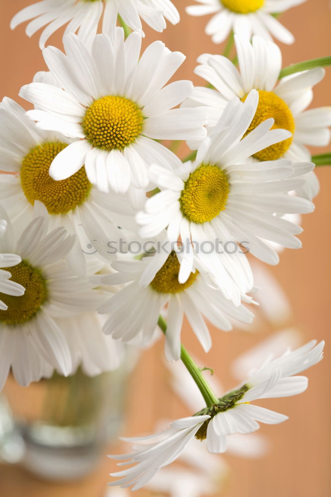 Similar – Image, Stock Photo daisy on mother’s day