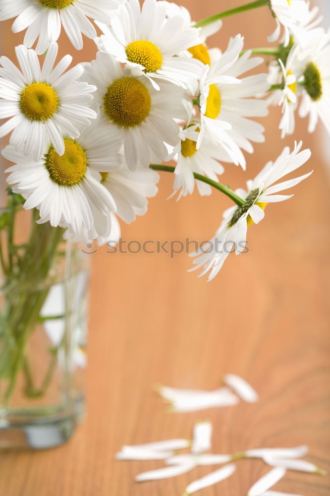 Similar – Image, Stock Photo daisy on mother’s day