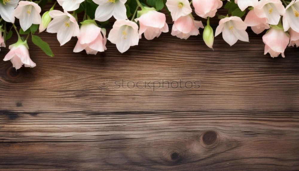 Similar – Tree blossoms on rustic background , Frame