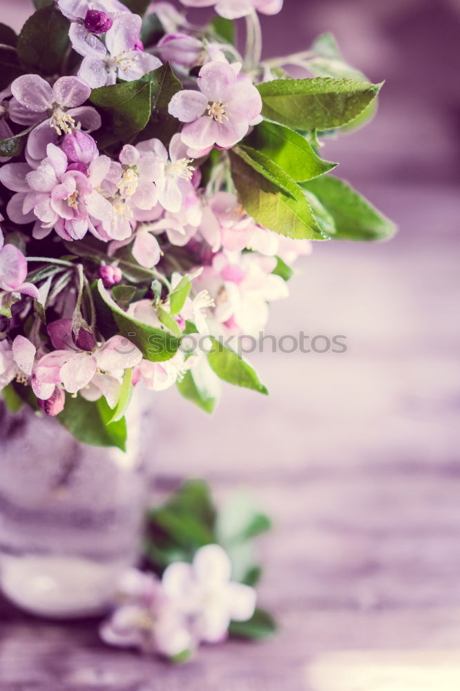 Similar – Striped primrose flowers in a flower pot