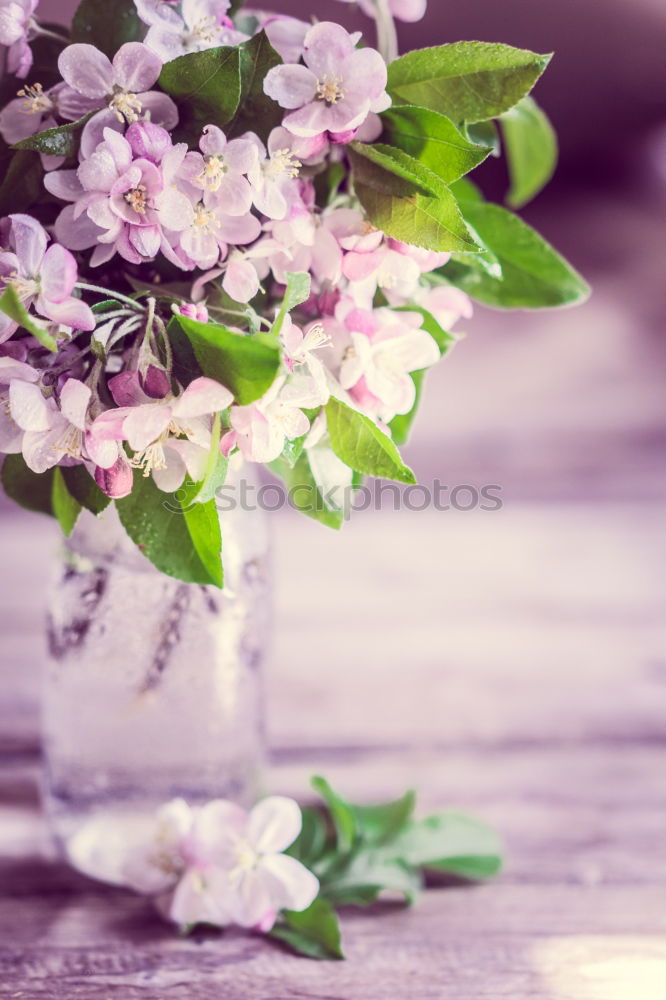 Similar – Striped primrose flowers in a flower pot