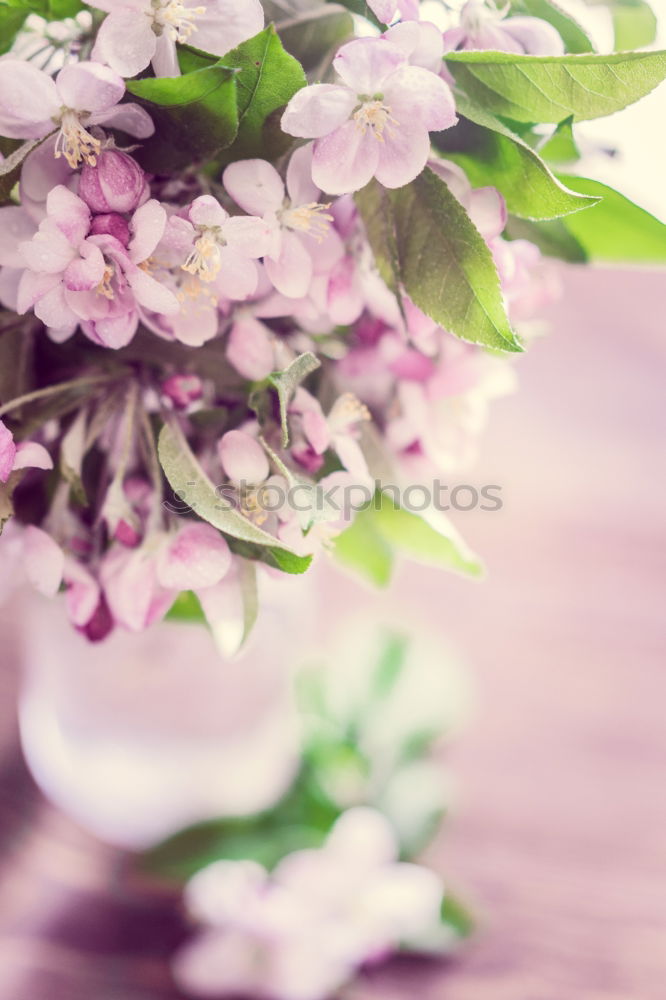 Similar – Image, Stock Photo Ever Dream Nature Spring