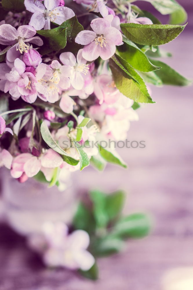 Similar – Image, Stock Photo Ever Dream Nature Spring