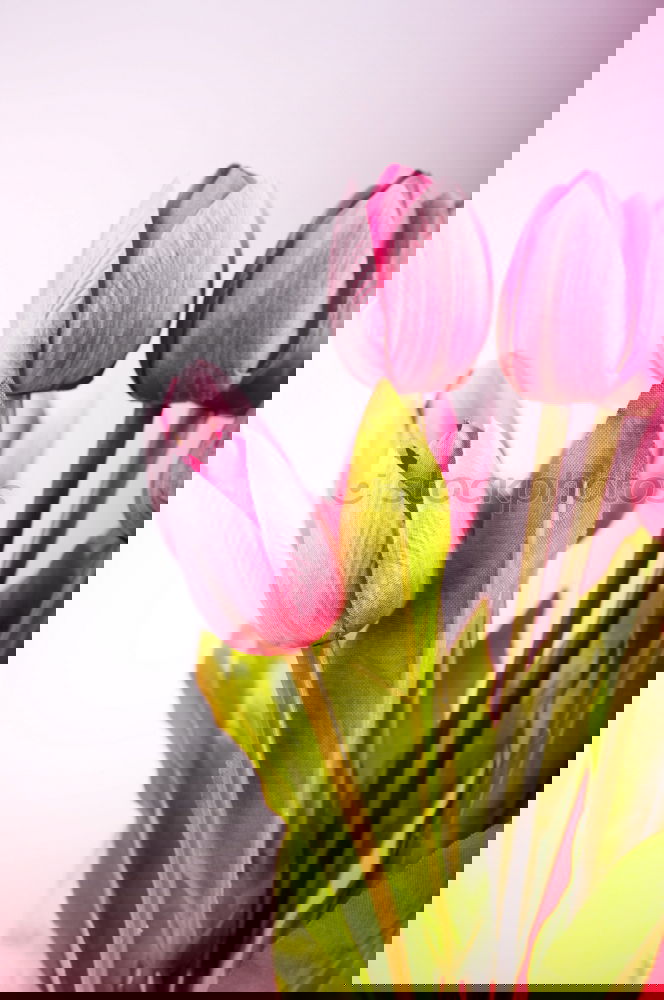 Similar – Image, Stock Photo Pink tulips on light background