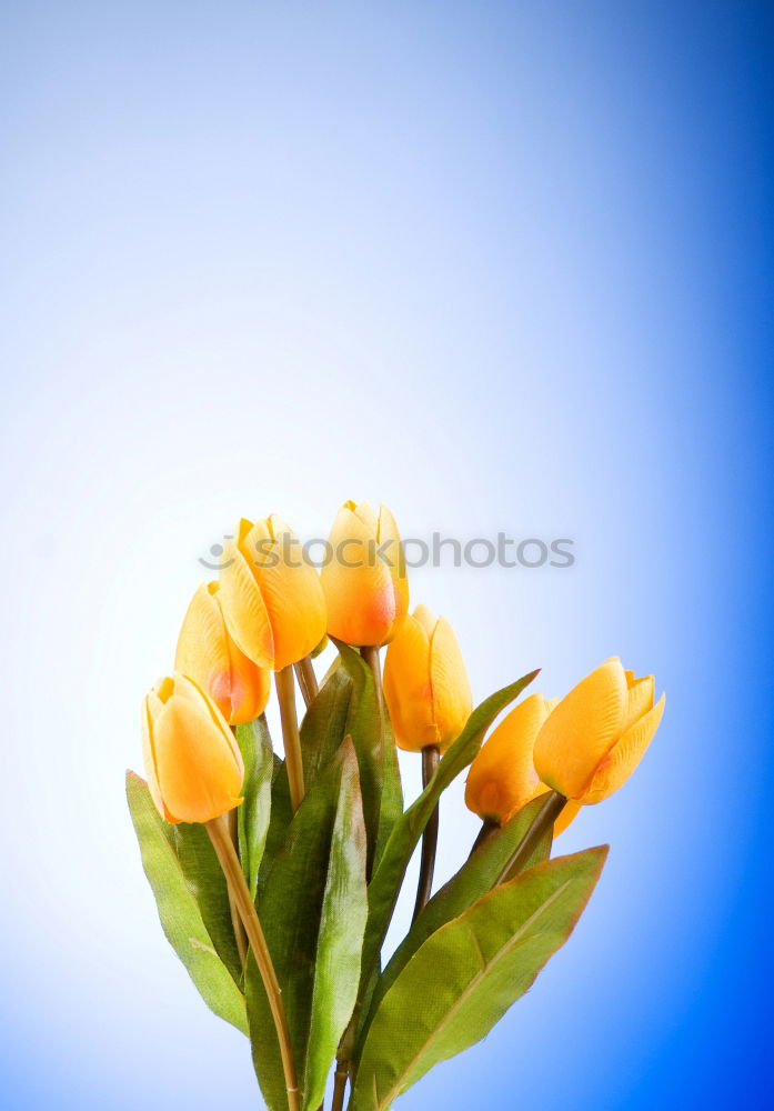 Similar – Image, Stock Photo Tulips Bouquet of flowers