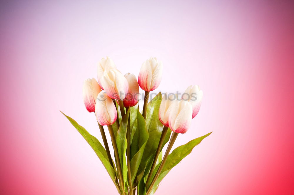 Similar – Image, Stock Photo pink flower of Billbergia