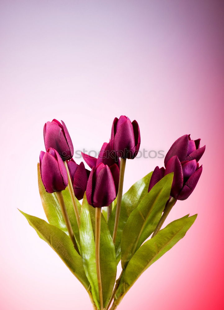 Similar – Tulips Bouquet of flowers