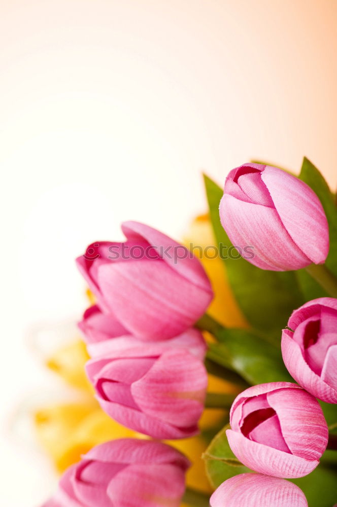 Image, Stock Photo Mother’s Day Flower Credit