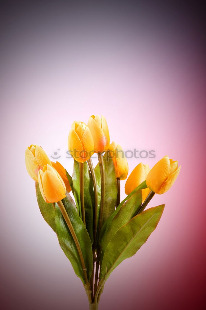 Similar – Image, Stock Photo Tulips inside II