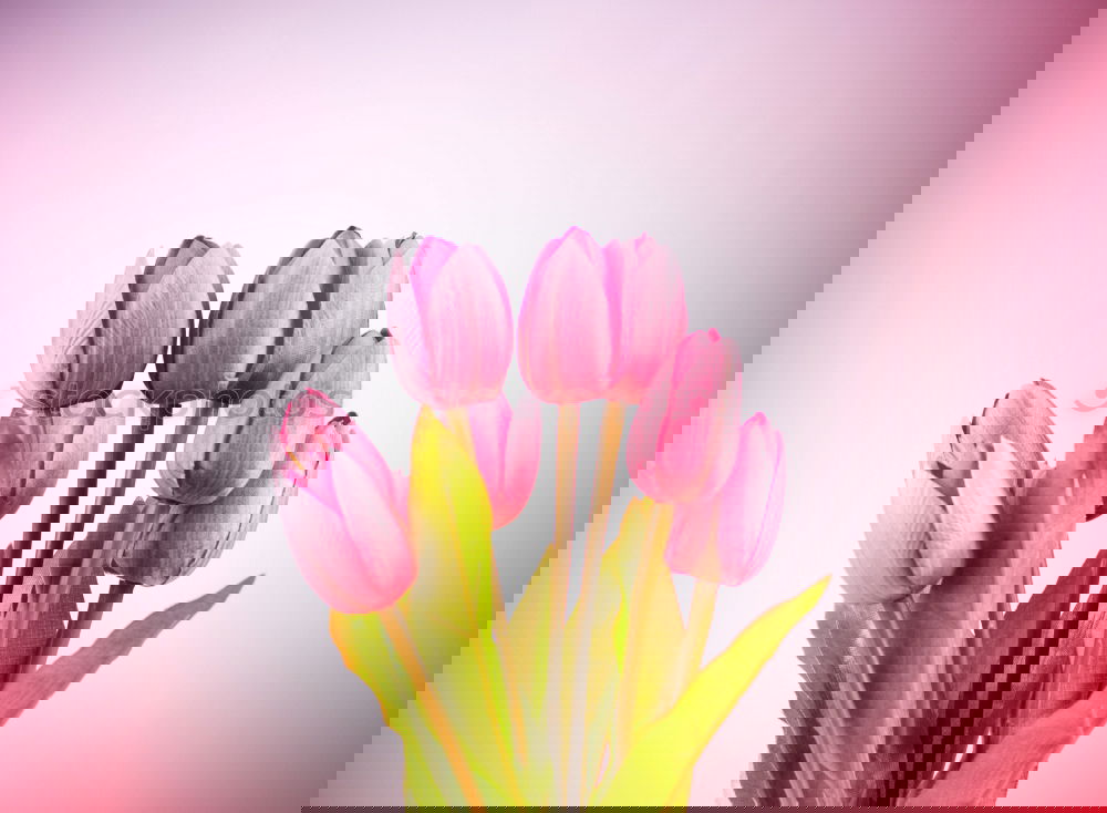 Similar – Image, Stock Photo Shopping bag with beautiful tulips