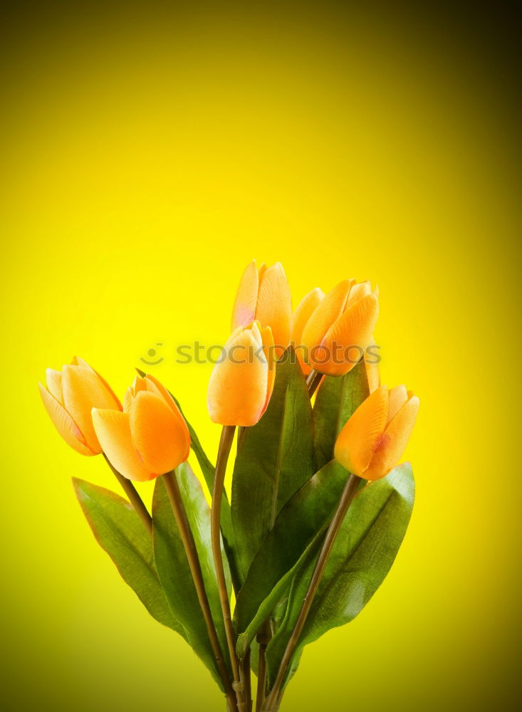 Similar – Spring flowers on a yellow surface