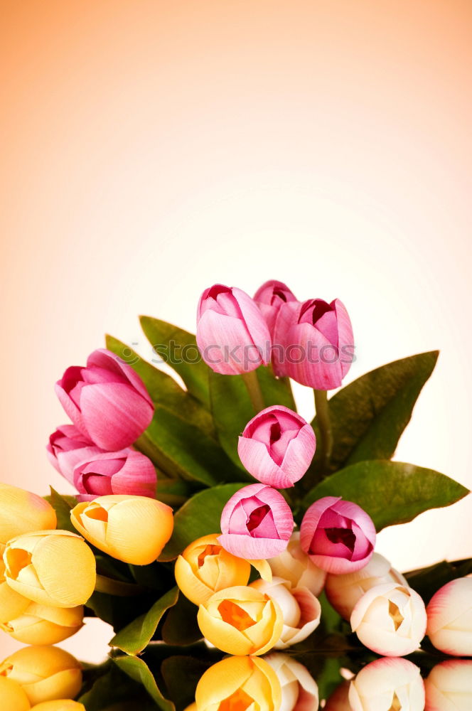 Similar – Image, Stock Photo Mother’s Day Flower Credit