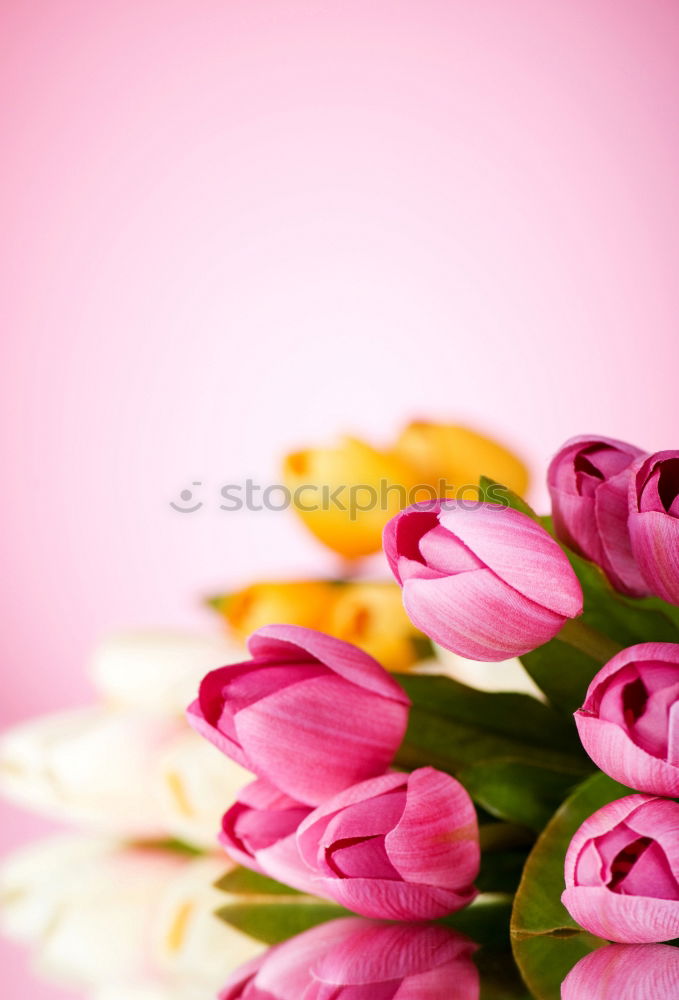 Similar – Image, Stock Photo Mother’s Day Flower Credit