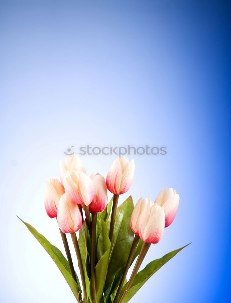 Similar – Vier Anemonen-Sylvestris