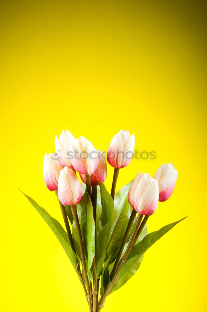 Similar – Spring flowers on a yellow surface