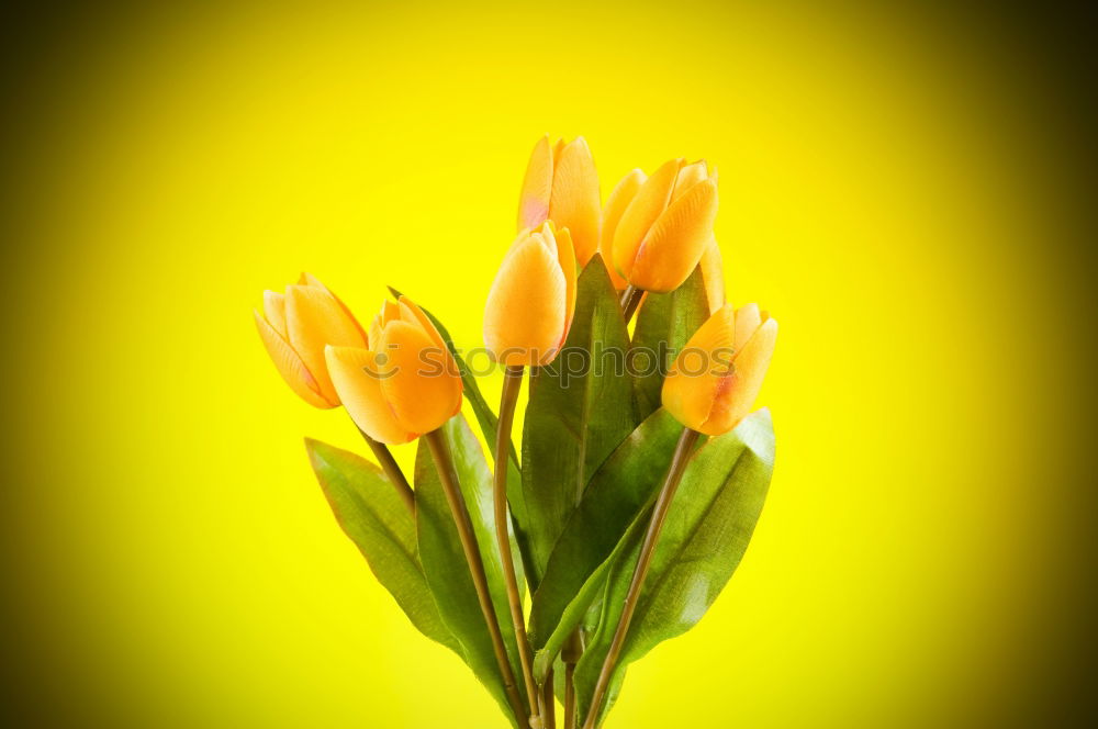 Similar – Spring flowers on a yellow surface