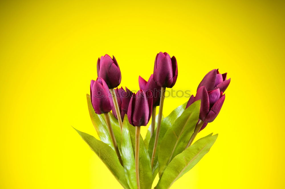 Similar – Image, Stock Photo Yellow background with blue flowers, mouse hyacinth