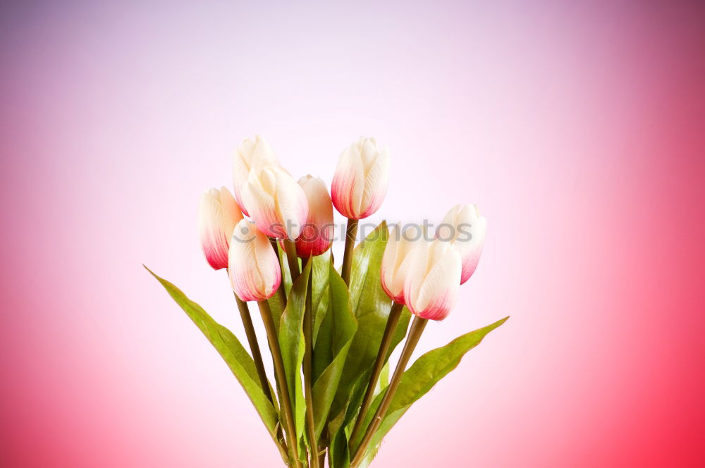 Pink Spring Tulips