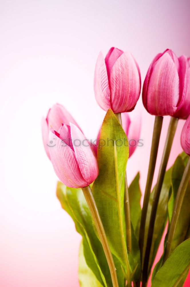 Similar – Image, Stock Photo Mother’s Day Flower